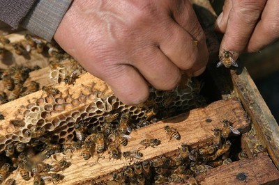 冬季蜂群内缺蜜，不可随意饲喂蜂群，有这2个原因！可以调入蜜脾