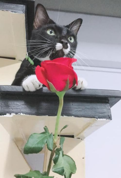 猫咪和主人的温馨时刻,和猫咪快乐的瞬间