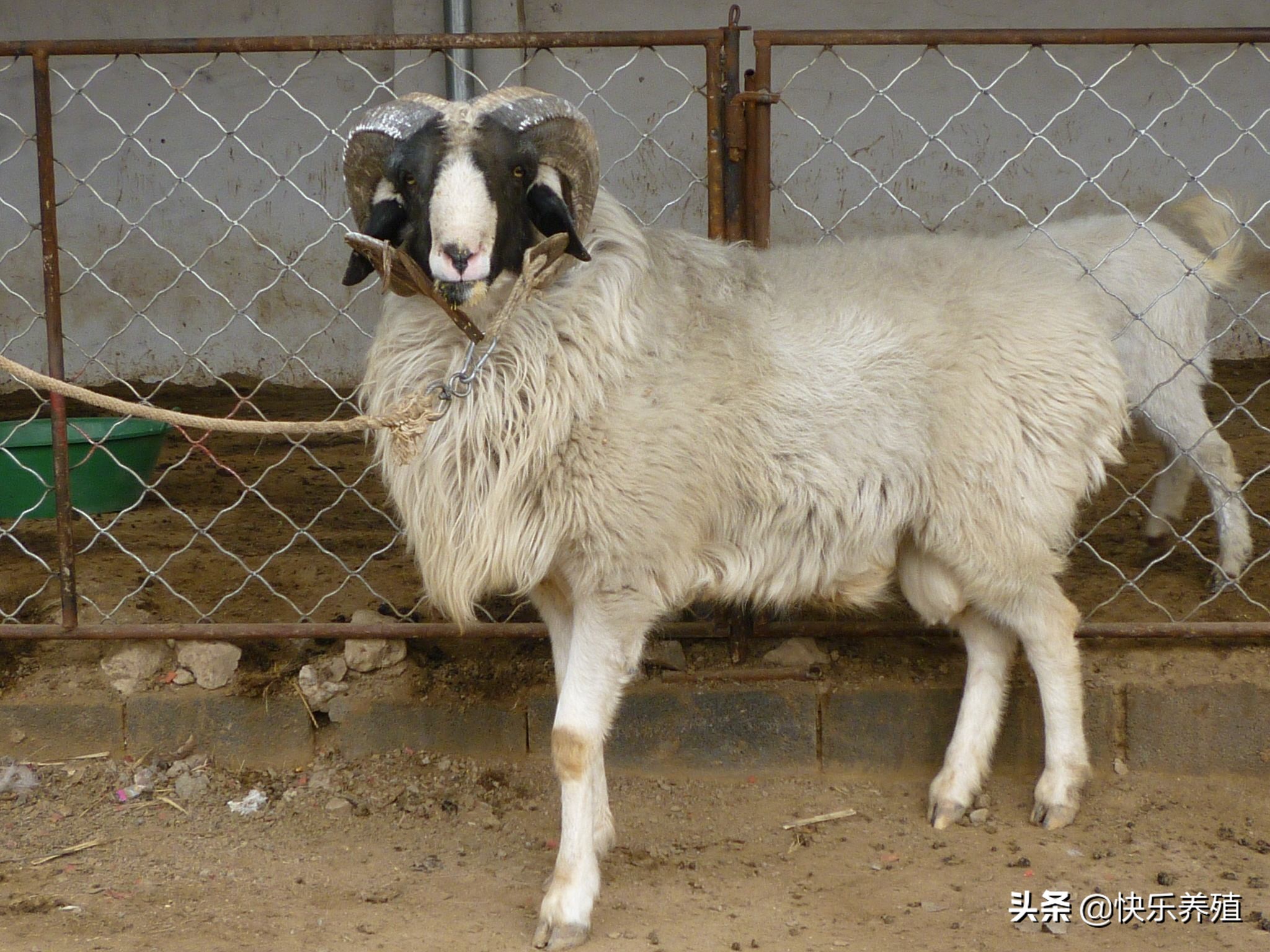 养小尾寒羊攻略,2022养小尾寒羊怎么样