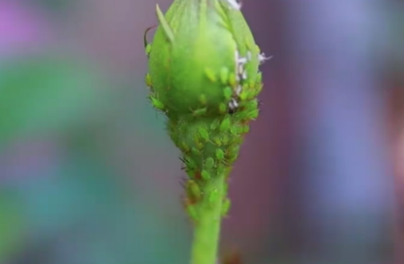 花长蚜虫了喷什么药,怎么可以把花上的蚜虫给消灭掉