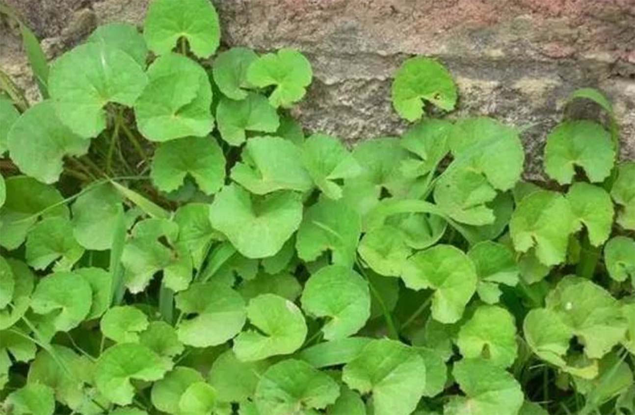 以前的杂草丛生现在已是世外桃源,崩大碗药用价值及图片