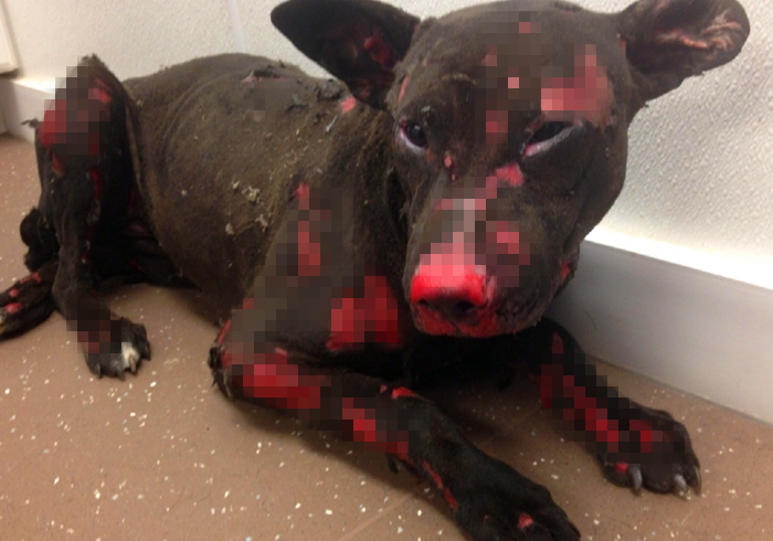 狗狗把自己烫伤后，记住不能用牙膏紧急处理，主人应学会正确方法