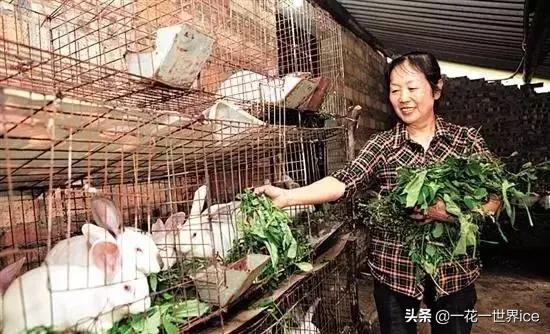 未来在农村最赚钱的四个项目,农村发展什么项目最挣钱