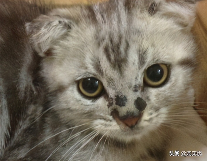 猫咪感染猫癣？不要急，这篇文章全部给你解决