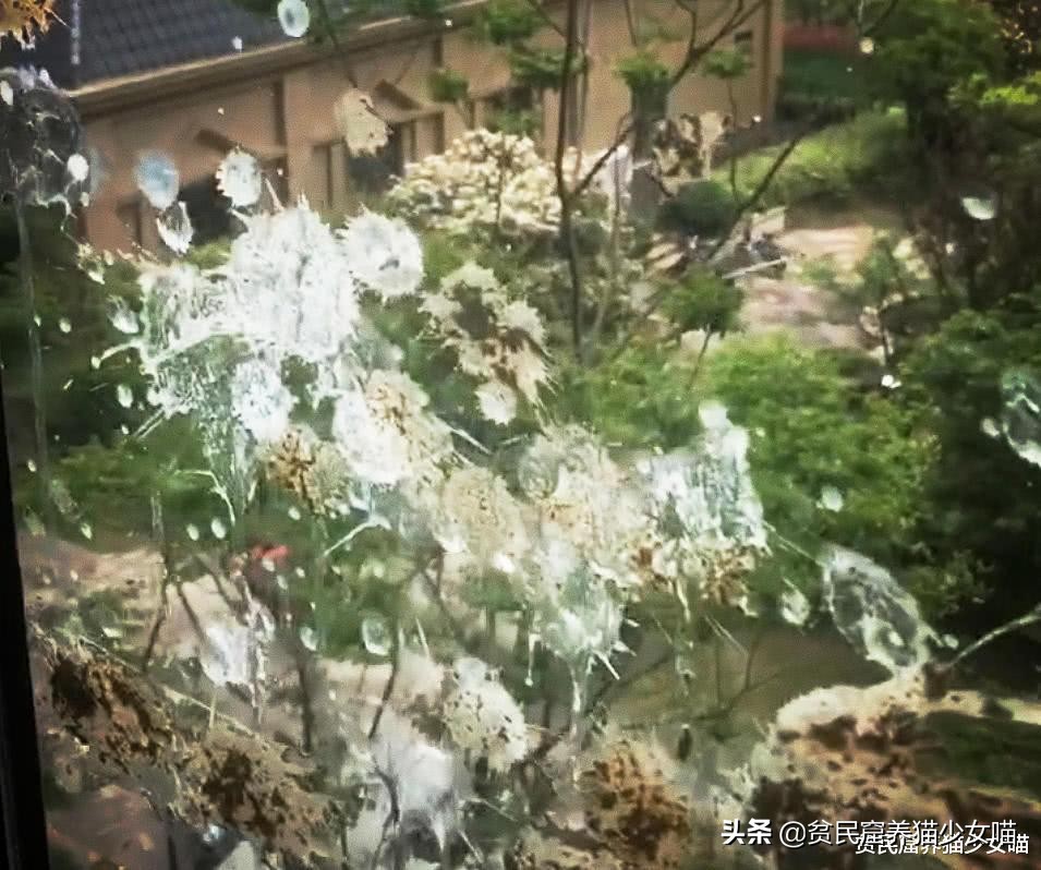 铲屎官对家养猫咪失望,铲屎官对猫咪的无语瞬间