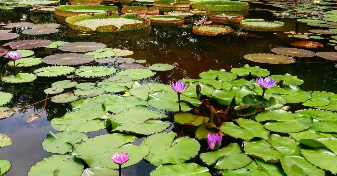 池塘种植水生植物技巧,1.5米深水池塘里睡莲的种植方法