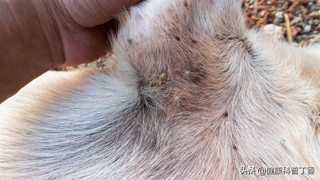 小狗也能旺财是什么原因,狗狗怎么才能旺财