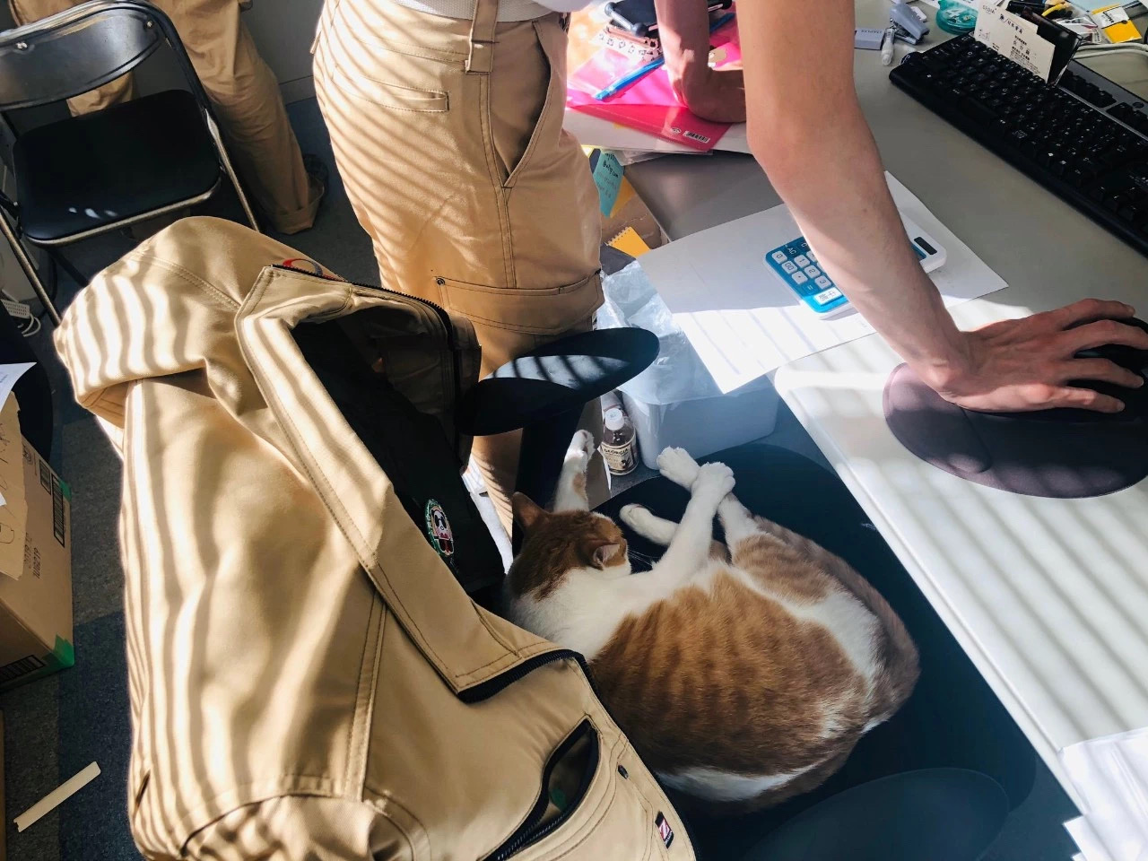 一只刚出生最小的猫被猫妈妈抛弃,被母猫抛弃的猫咪能独立生存吗