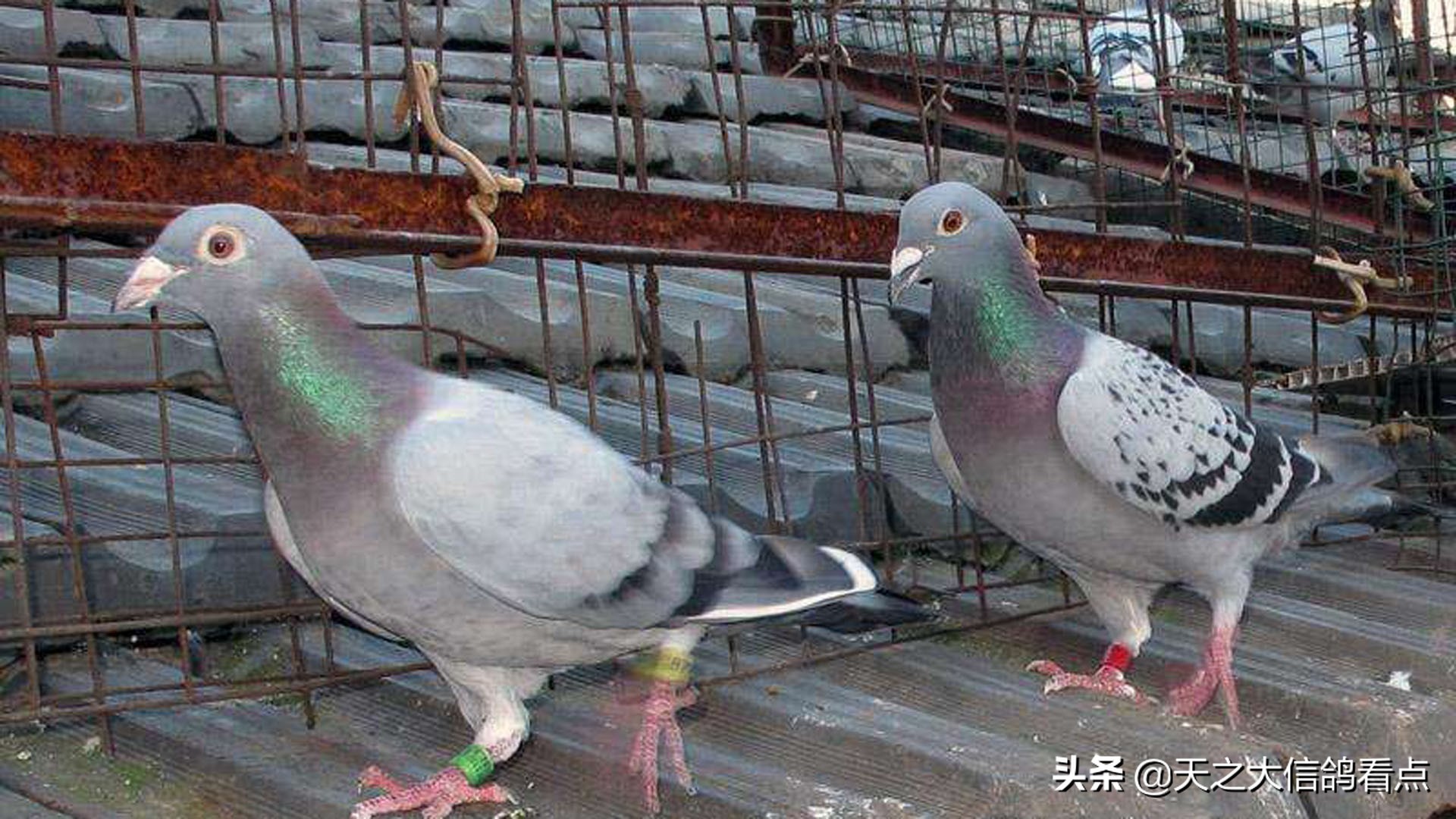 防止赛鸽主羽脱落的四种技巧,赛鸽怎样去羽虱