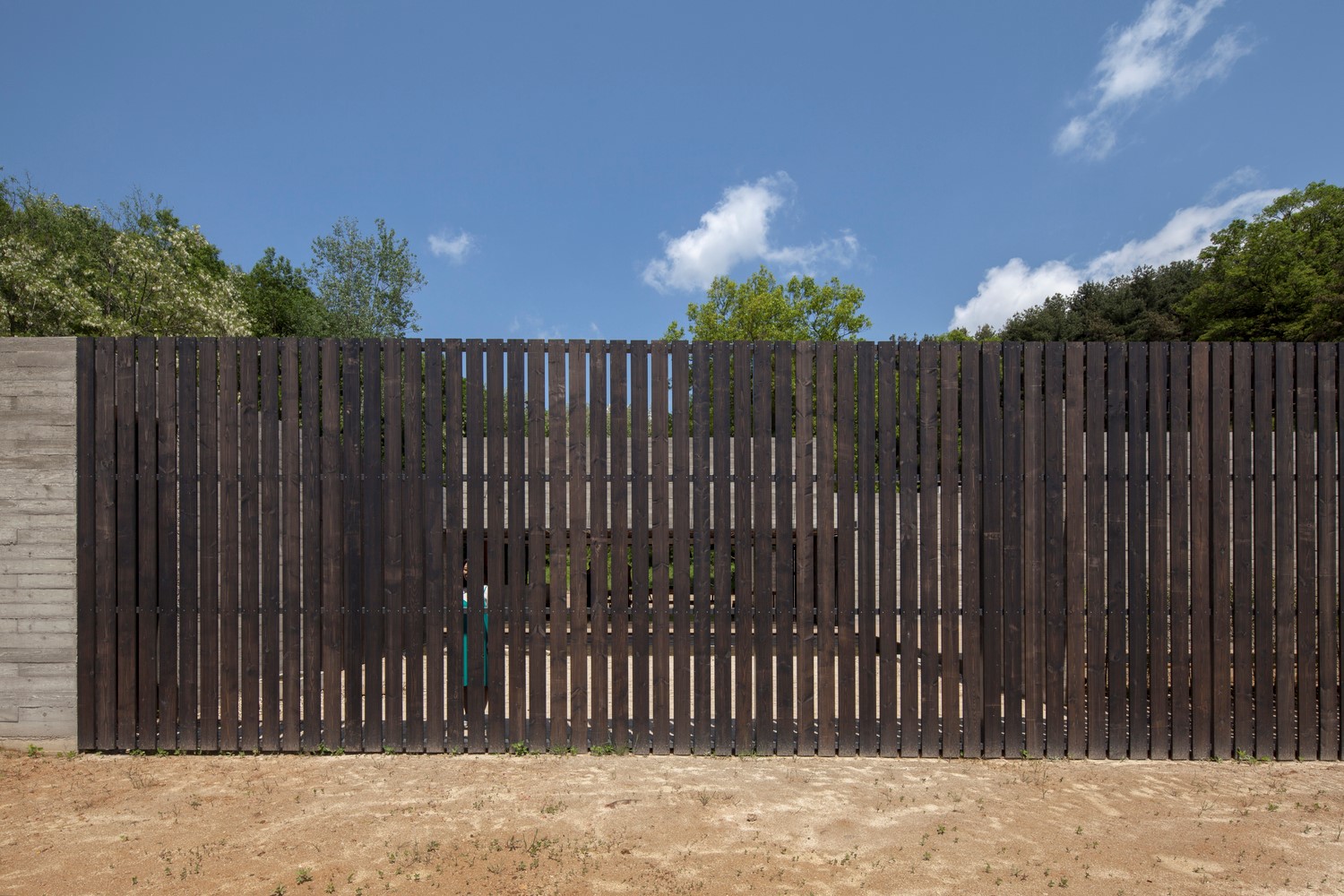 韩国蒲公英,韩国野生蒲公英的种植