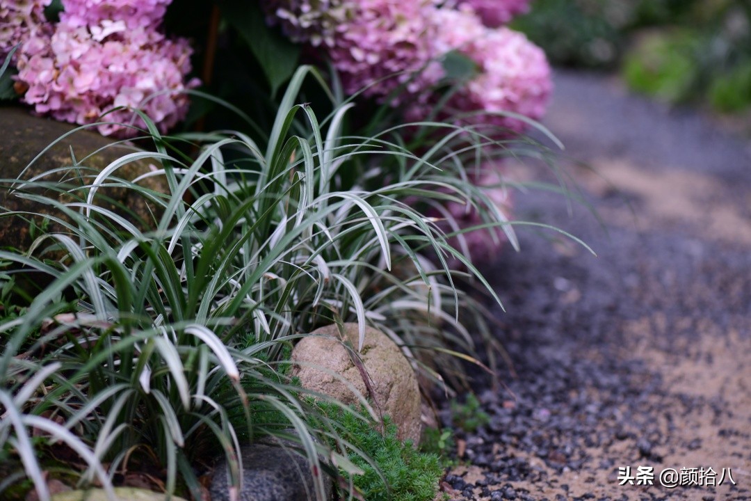花园里的银边麦冬太好看，竟然被偷了|园丁