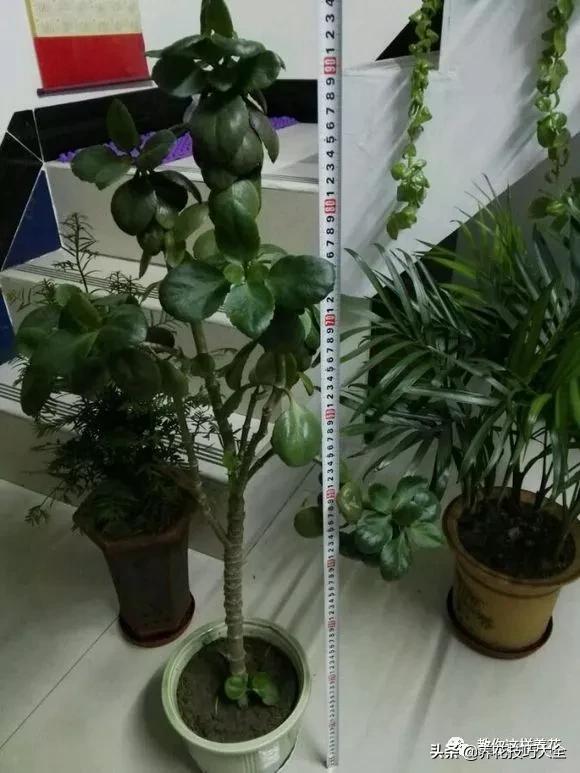 长寿花很多枝头怎么修剪变成老桩,长寿花2年了枝干长成老桩了