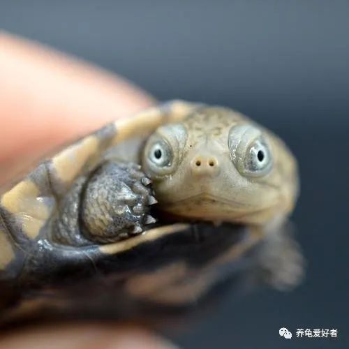 热带龟和龙,热带龟和鱼混养