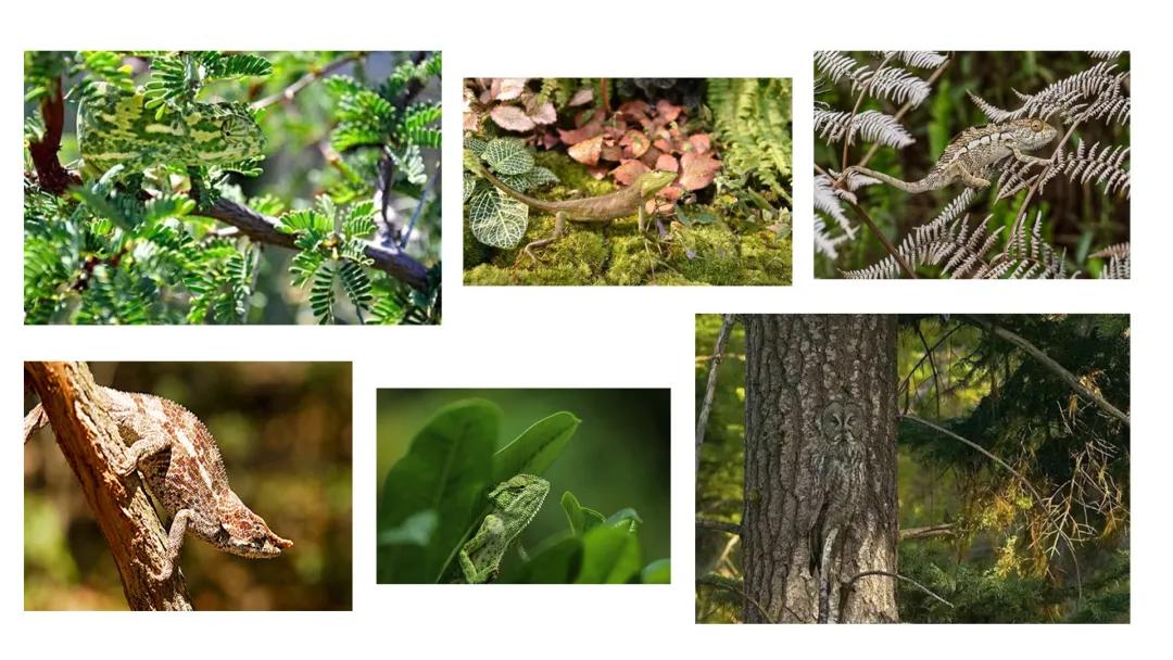 小艾说艺术|隐藏起来的创作形式—画什么不见什么