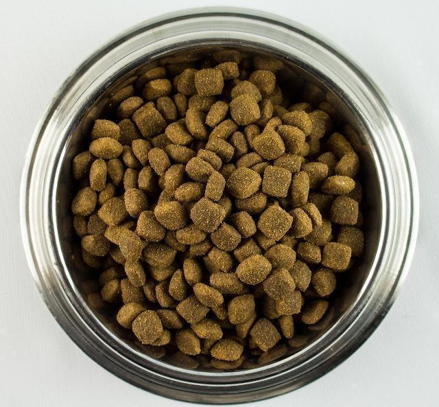 泰迪为啥都那么聪明,泰迪为啥那么多人喜欢