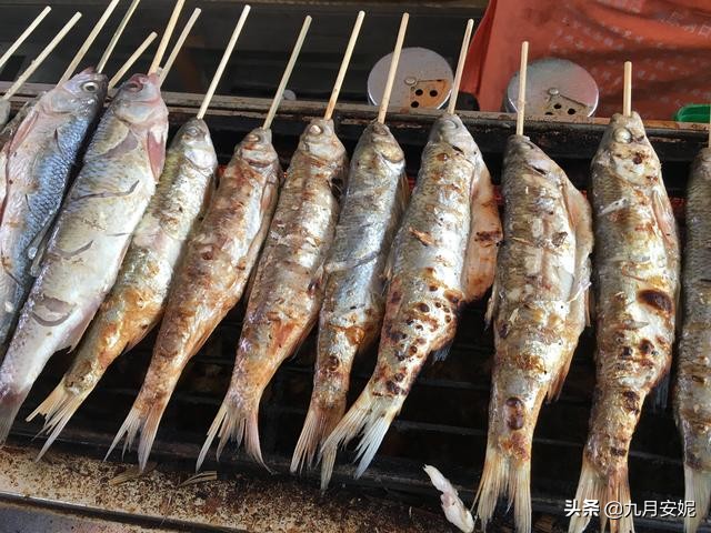 去达里湖看华子鱼洄游,达里诺尔湖华子鱼洄游在哪里