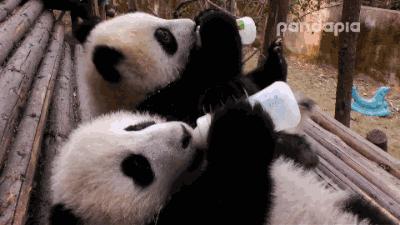 熊猫贝贝美国饲养员,海归大熊猫贝贝中国饲养员