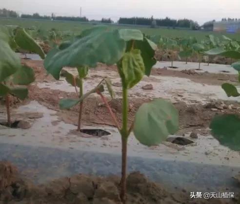 温度上升，棉花长势较快，该如何化控和管理？