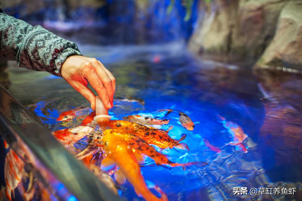 战“疫”在外，人不在家31天，我家里的鱼现在怎么样了？