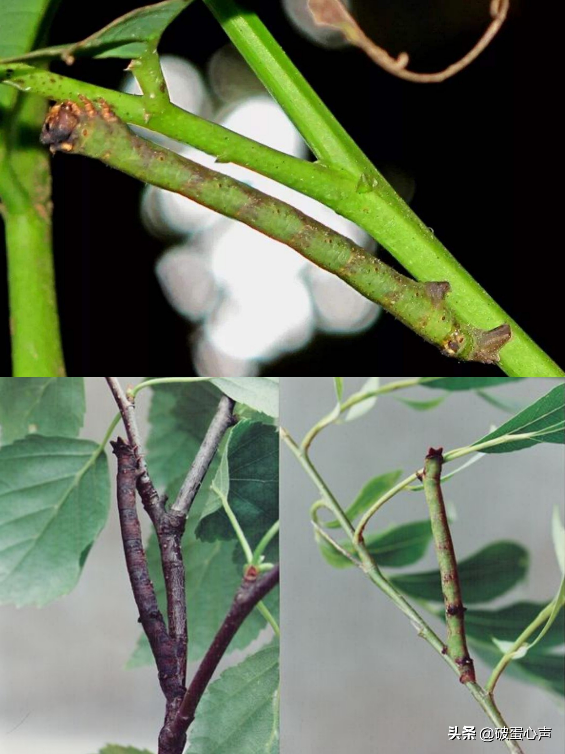 用皮肤看“视界”?谁说不可能,“变色专家”桦尺蠖自有小妙方