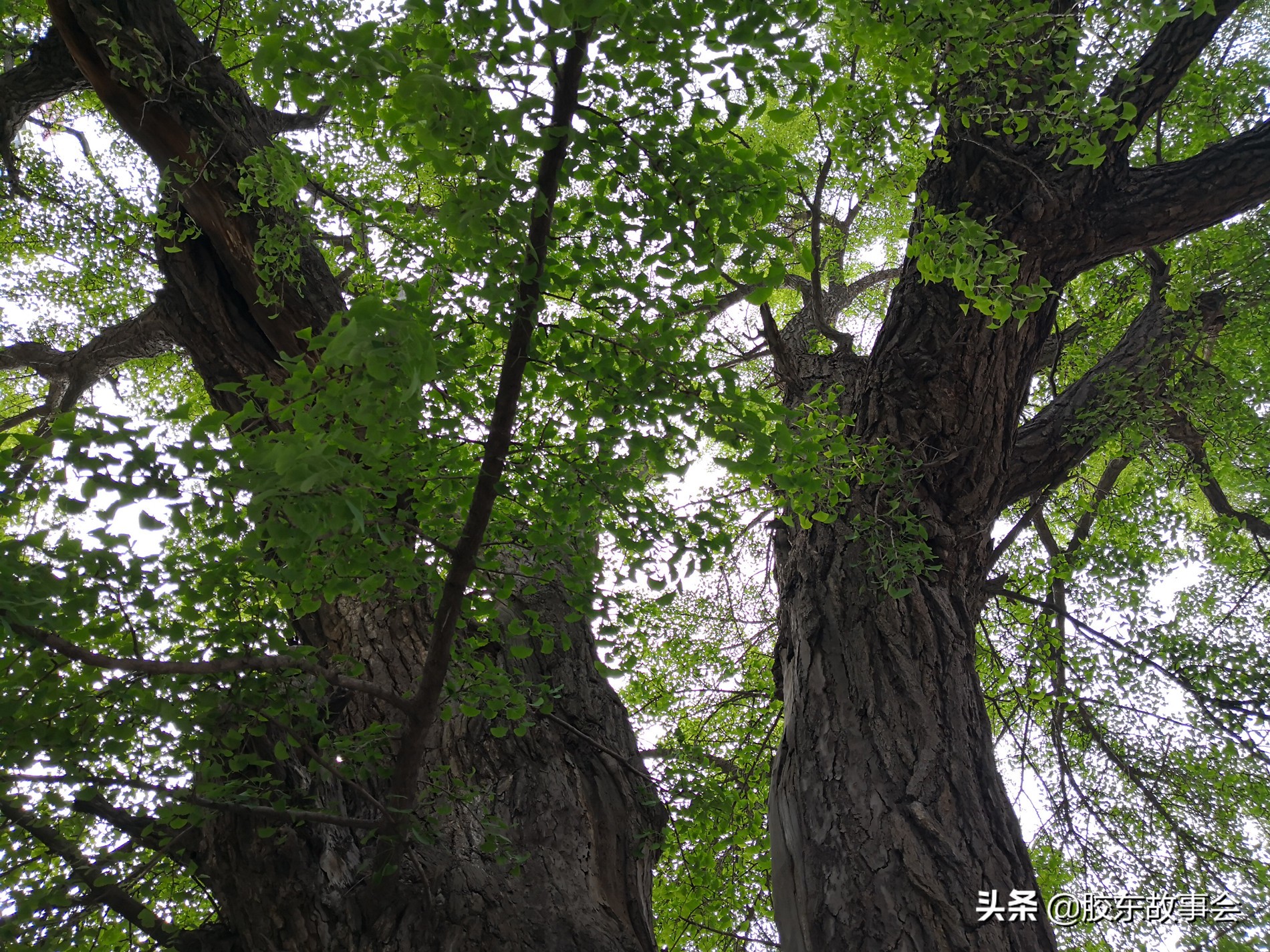 平度各个村名的来历,平度地名叫什么