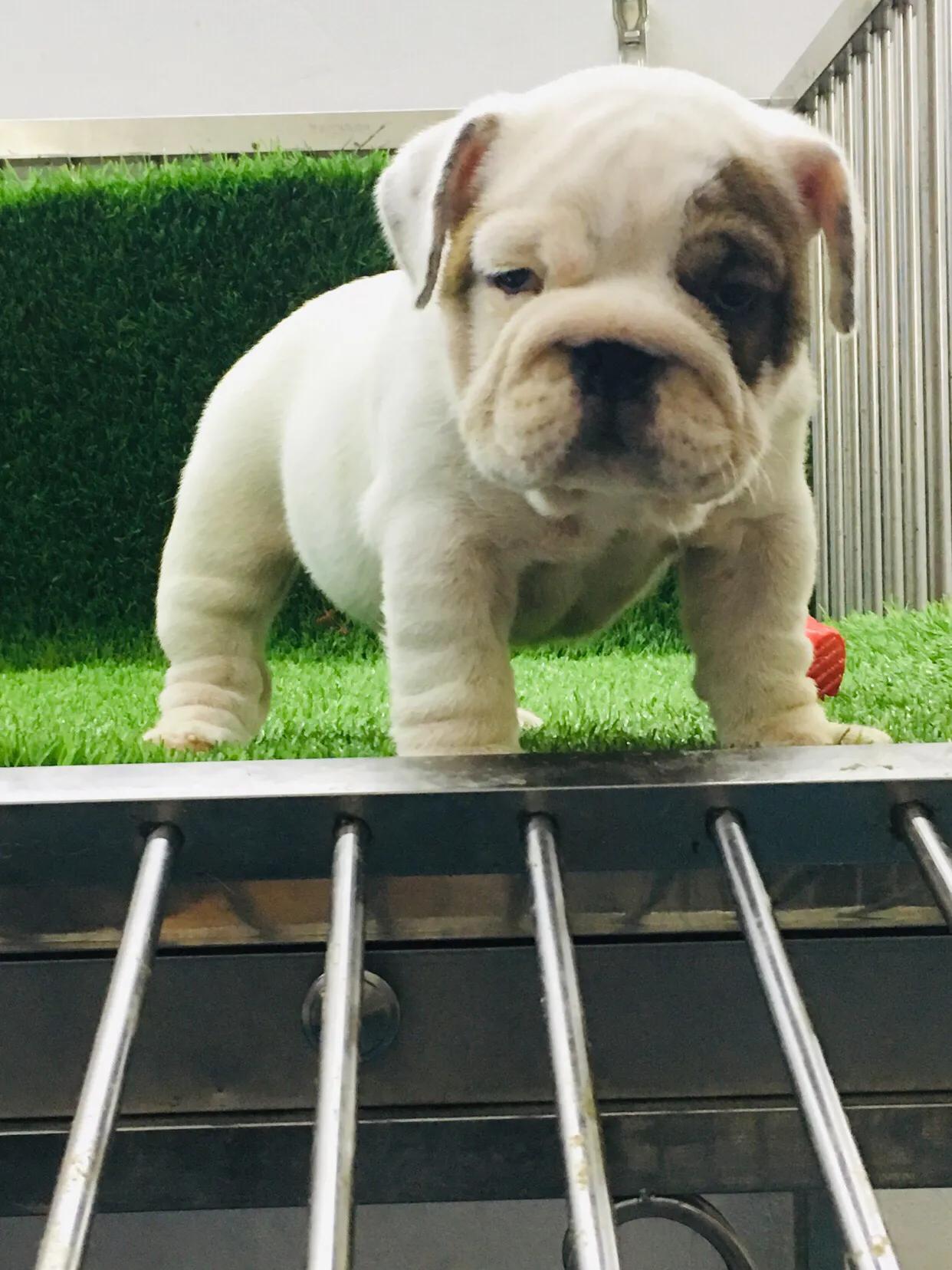 狗狗不定点排便怎么办,如何训练狗狗拉屎