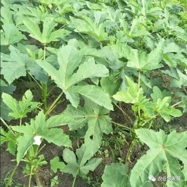 怎样种植秋葵才多丰收,秋葵怎么管理才高产