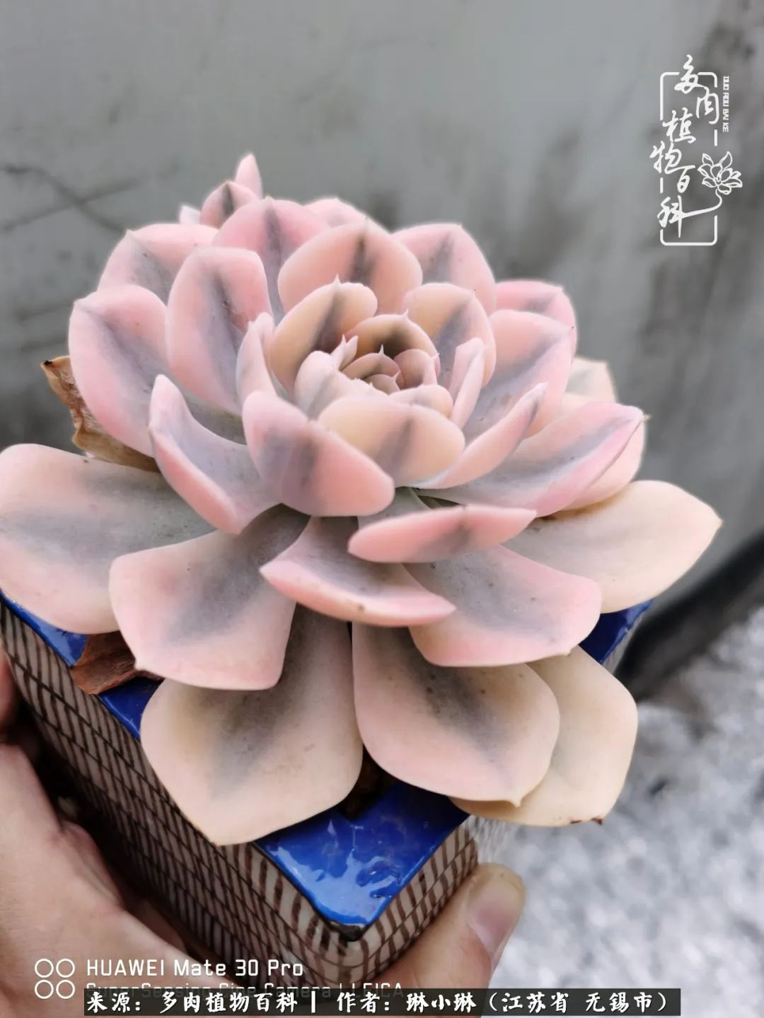 多肉变美是需要时间的,千万别辜负了多肉变美的黄金季节