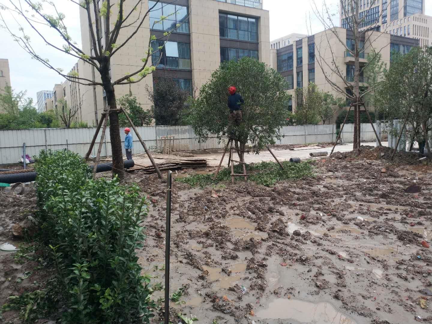 大叶黄杨冬季黄叶是什么原因,大叶黄杨叶片发黄掉叶是什么原因