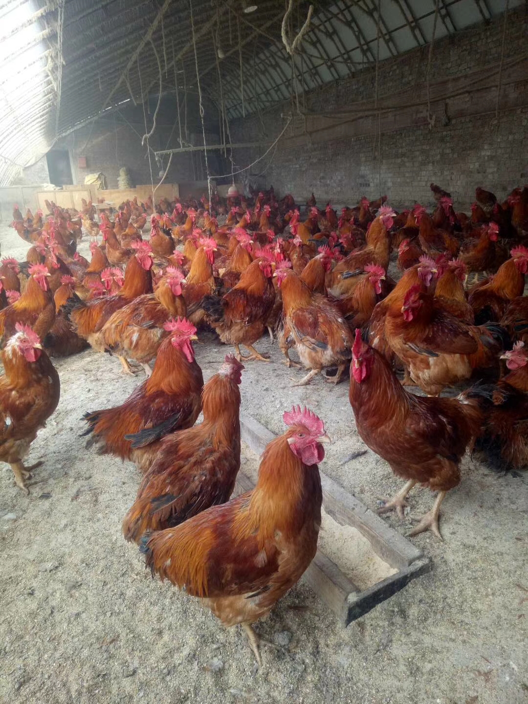 蛋鸡脱肛是什么原因,蛋鸡产蛋期脱肛的原因及预防措施