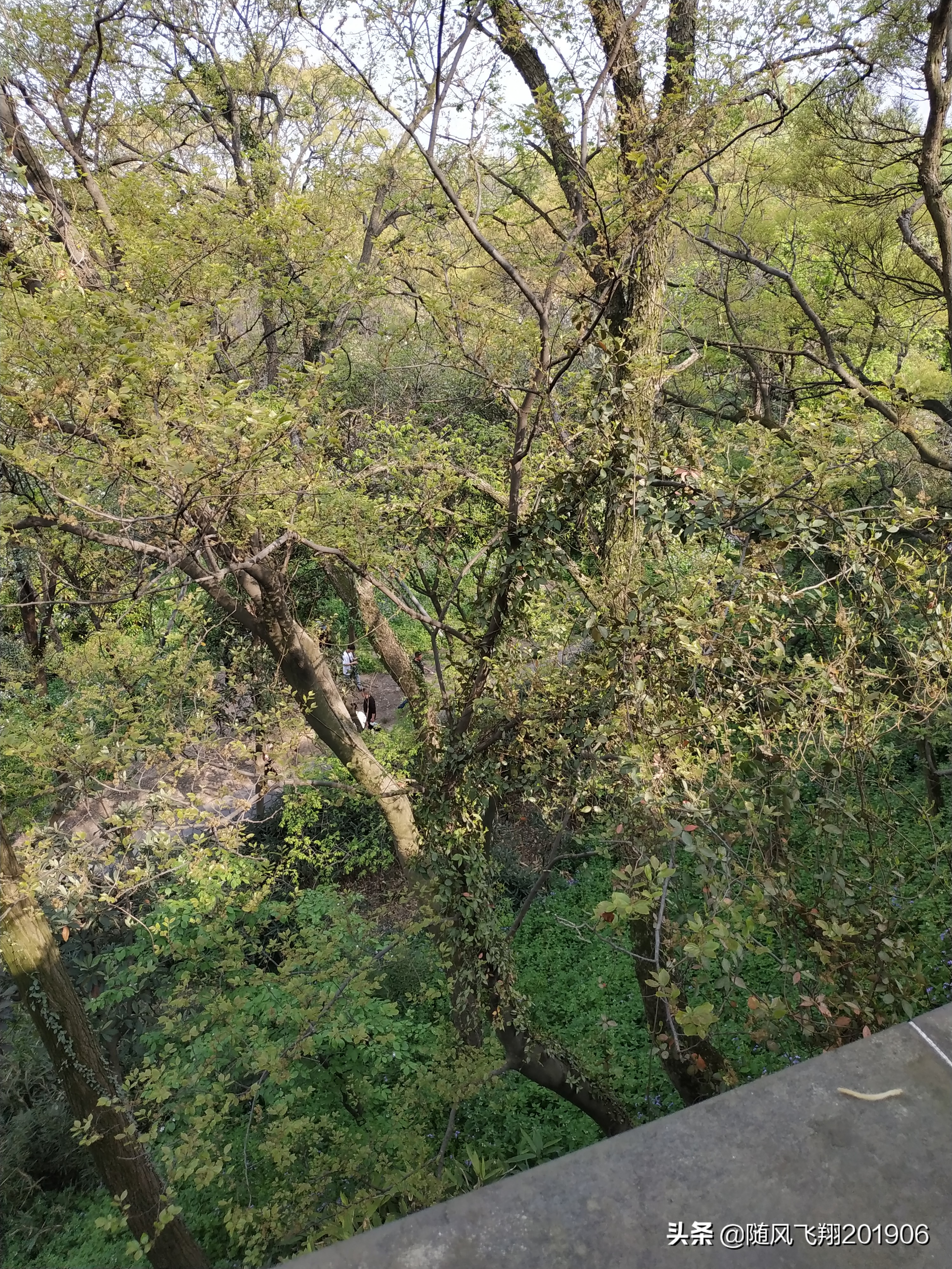 虎丘旅游景点排名,苏州a级景区名单排名