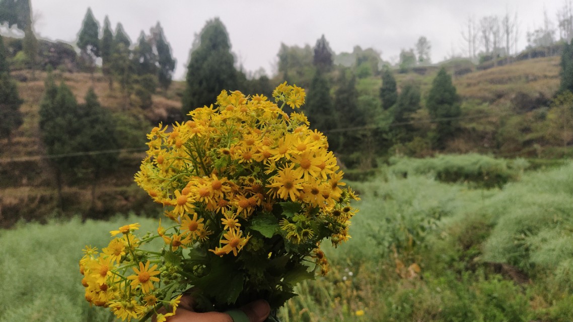 麻辣豆腐鱼正宗川味,香辣原味豆腐鱼