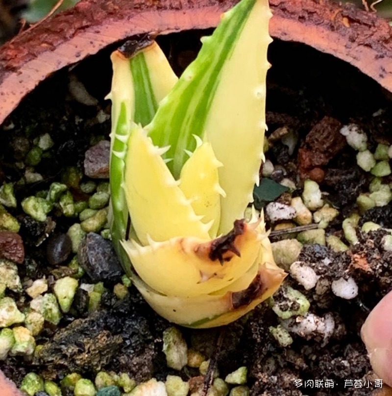 平时消炎的芦荟品种,生活中芦荟品种