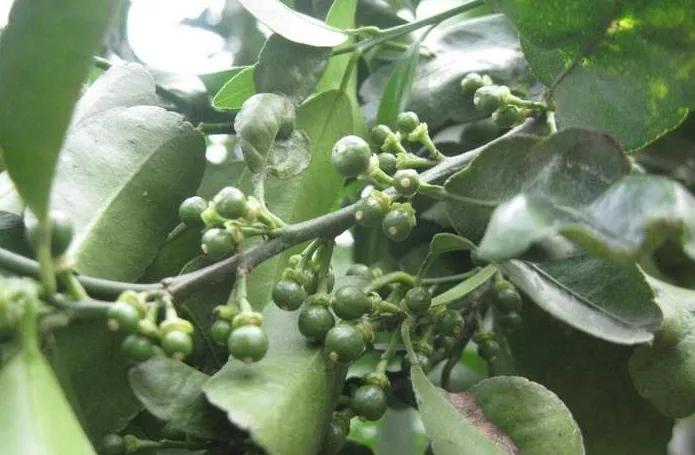 如何提高柑橘坐果率的几种方法,柑橘不坐果原因及解决措施