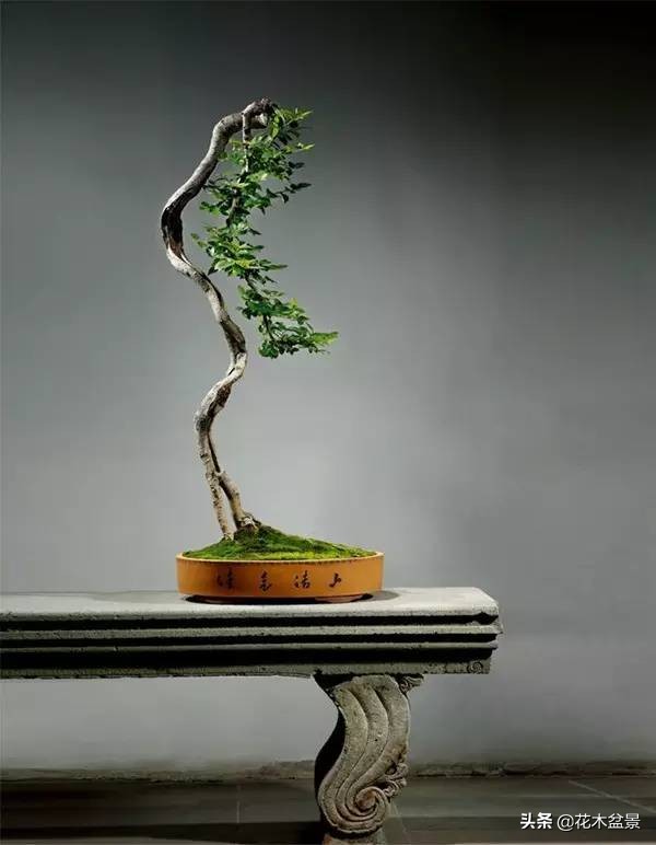 文人树盆景，宣泄一种情绪，吐露一种幽愤