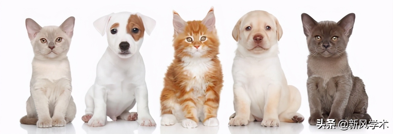 小学语文教学论文题目精选100个,小学语文论文新颖题目