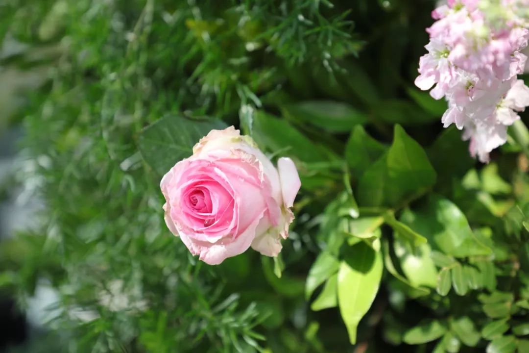 ifer来信|从相识到相知,这五句“谢谢你”都很真挚