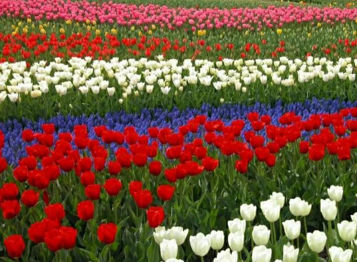 春季开花球根混种夏秋开花植物,球茎植物哪种花好看又好养活