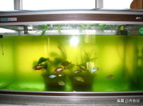 为什么鱼缸晒的绿水发浑,为什么鱼缸水又黄又臭