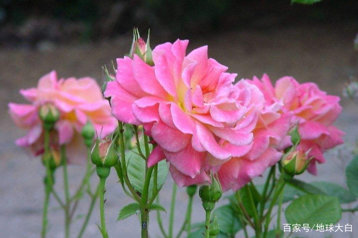 当别人说“kiss-me-quick”，你可不能亲上去，会被打脸的！