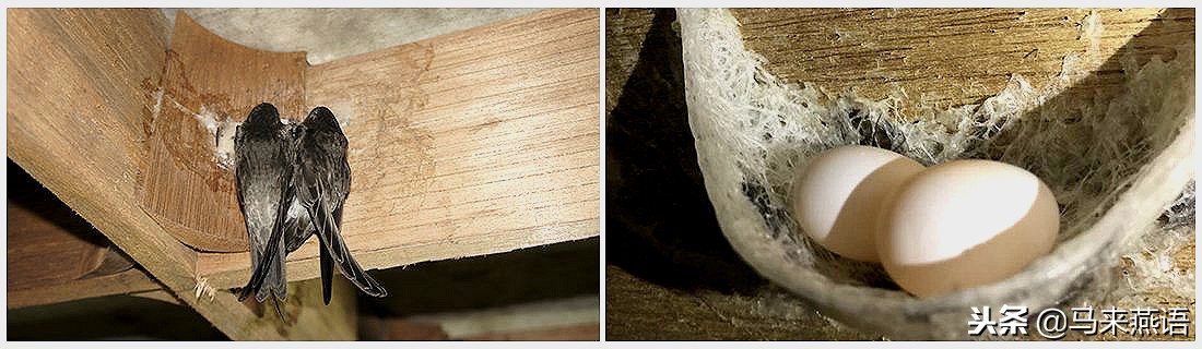 怎么分辨燕窝真假溯源码,印尼燕窝怎么分辨真假