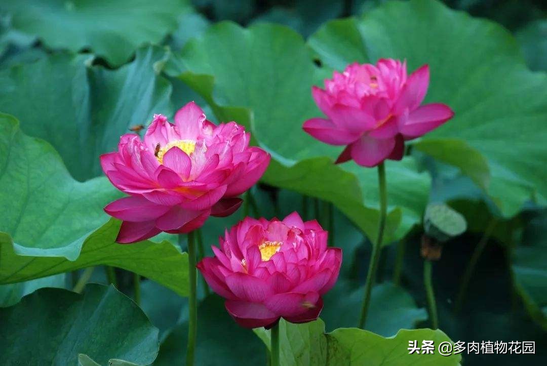 碗莲种下去多久开花,四季播种碗莲水培怎么种能开花