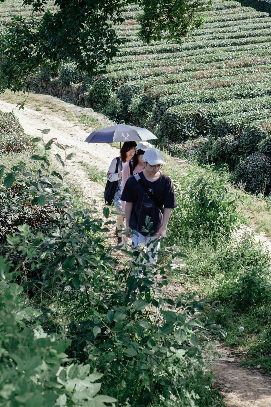杭州百景｜龙坞，茶，太阳，酒，音乐
