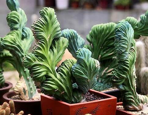 山影施什么肥料最好,山影适合什么肥料