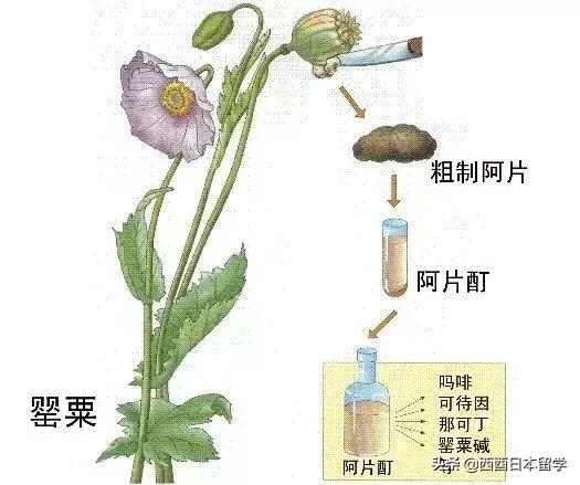 留学生带感冒药判几年,留学生带感冒药犯法吗
