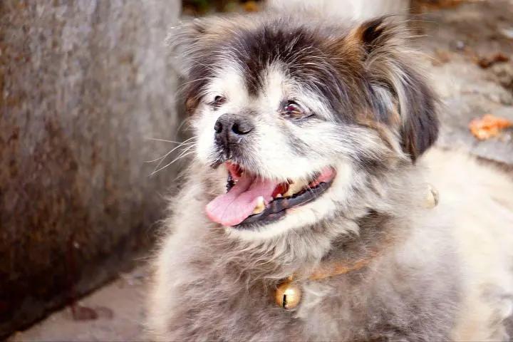 狗狗走丢了可以报警吗,狗狗走丢了会自己回来吗