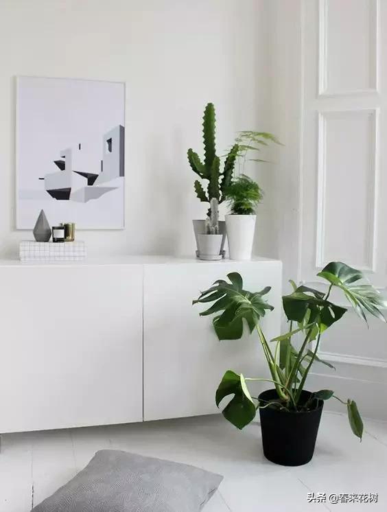 花盆里的杂草到底要不要拔,花盆里的杂草应当拔掉还是剪掉