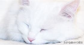 猫咪耳朵听不到了怎么治疗,猫咪耳朵听不见是什么样子