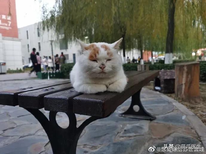 全网最可爱猫整天撒娇卖萌,全网最委屈的猫