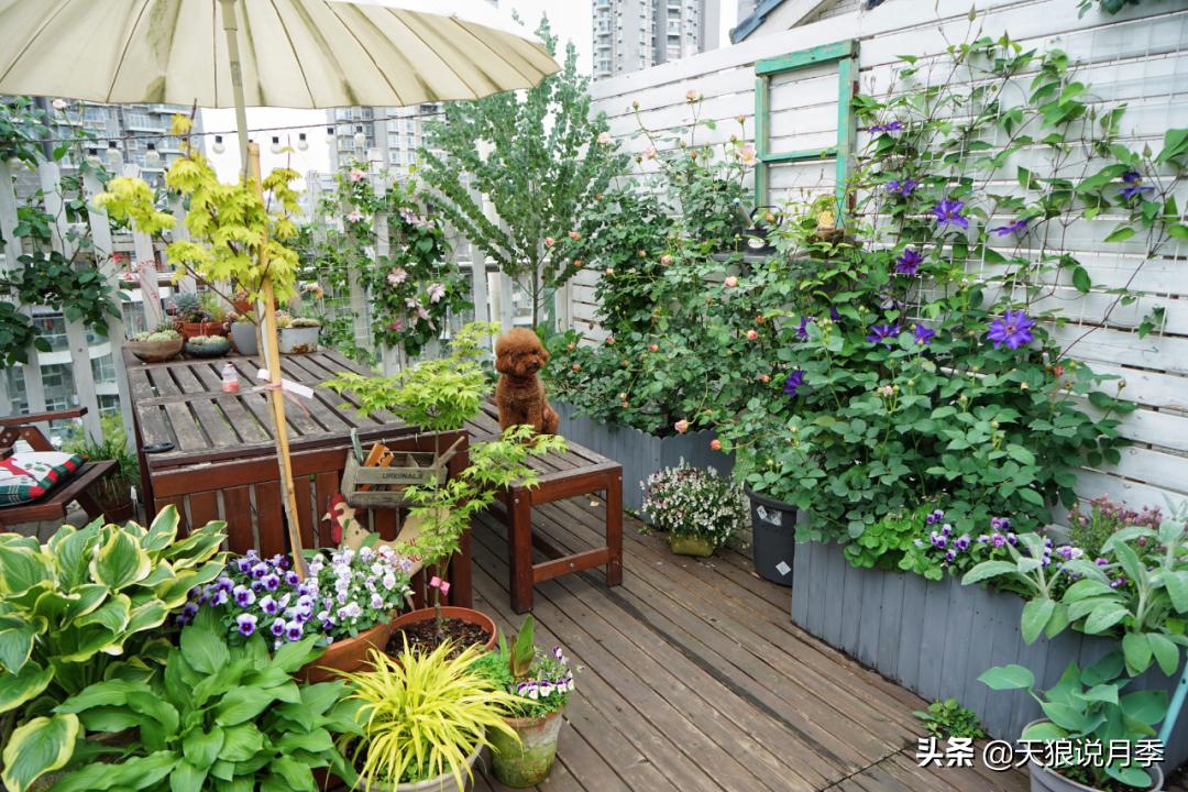 如何打造四季开花的花园,如何打造四季都有花的花园